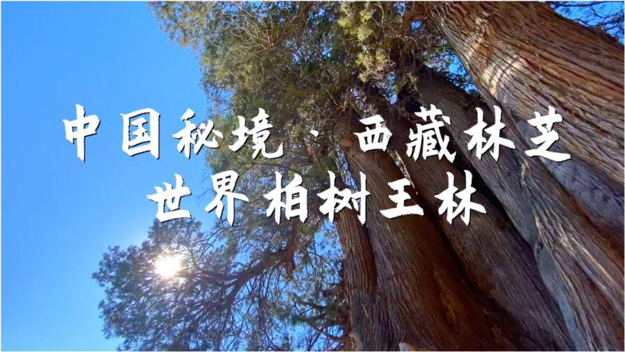 探索商标变“伤标”!女子买西瓜撕开标签下面全烂洞,这种情况是否很常见?世界